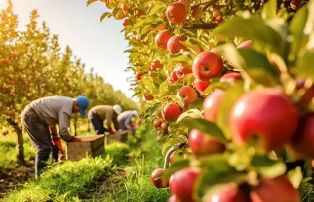 Agri_11