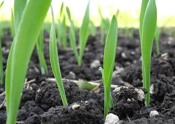 Agri_7
